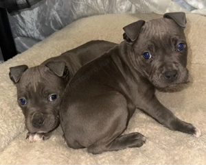 amerikai stafford kiskutyák