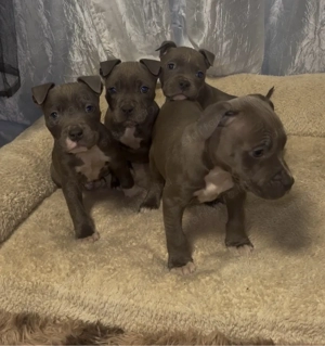 amerikai stafford kiskutyák - kép 2