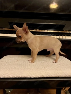 Keresed az új legjobb barátodat?  - kép 3