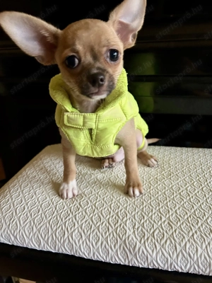 Keresed az új legjobb barátodat?  - kép 2