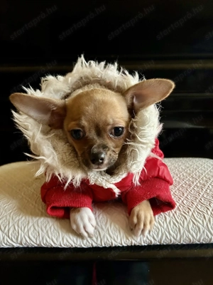 Keresed az új legjobb barátodat?  - kép 4