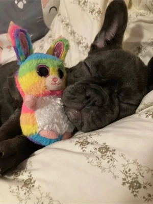 Francia bulldog  - kép 2