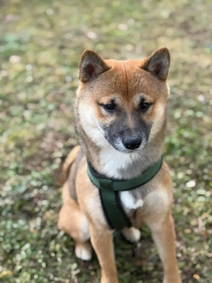 Shiba Inu 
