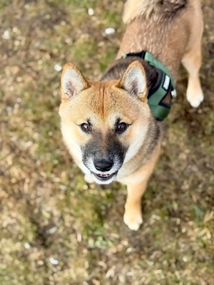 Shiba Inu  - kép 2