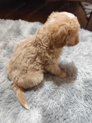 Maltipoo kiskutya -Budapesti szállítás lehetséges - kép 2