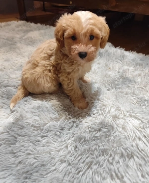 Maltipoo kiskutya -Budapesti szállítás lehetséges