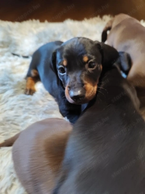 Tacskó kölyök Fekete-cser fiú