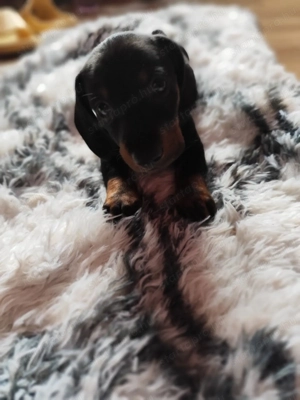 Tacskó kölyök Fekete-cser fiú - kép 3