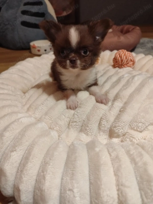 Csivava kicsi termetű hosszú szőrű kislány csokoládé fehér színű