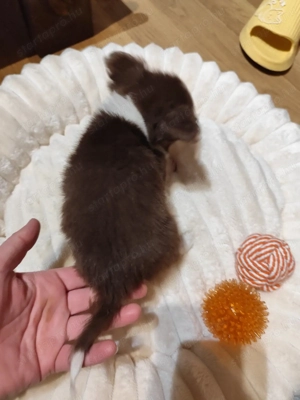 Csivava kicsi termetű hosszú szőrű kislány csokoládé fehér színű - kép 3