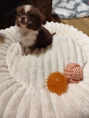 Csivava kicsi termetű hosszú szőrű kislány csokoládé fehér színű - kép 2