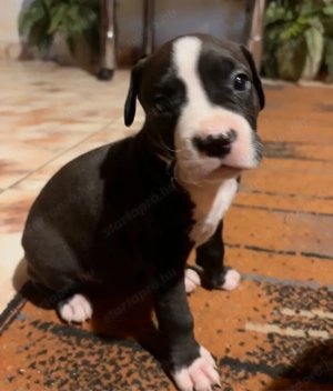 Eladó Stafford kiskutya