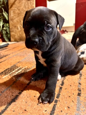 Eladó Stafford kiskutya - kép 4