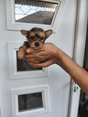 Eladó kislány yorkshire terrier  - kép 2