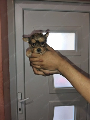 Eladó kislány yorkshire terrier  - kép 4