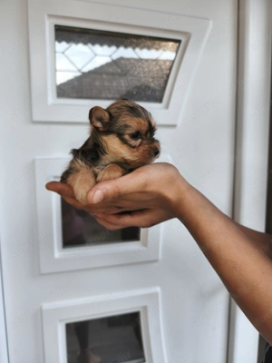 Eladó kislány yorkshire terrier  - kép 3