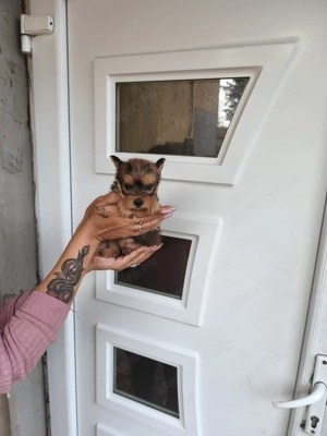 Eladó kislány yorkshire terrier 