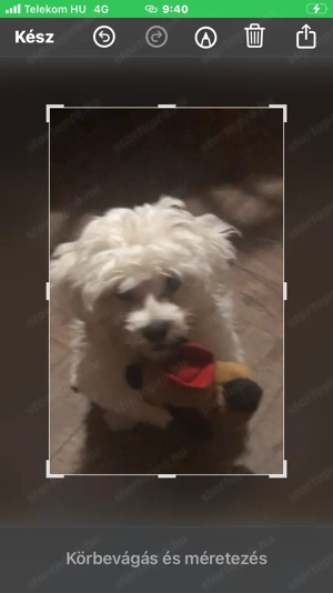 15 hetes máltai selyemszoru fiú kiskutya szerető gazdit keres - kép 2