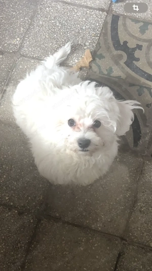 15 hetes máltai selyemszoru fiú kiskutya szerető gazdit keres