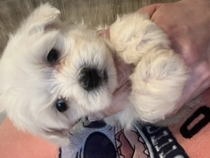 Máltai kiskutyák eladók ! - kép 2