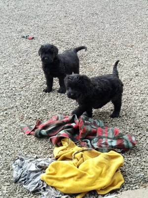 Fekete Óriás Schnauzer kiskutyák eladók