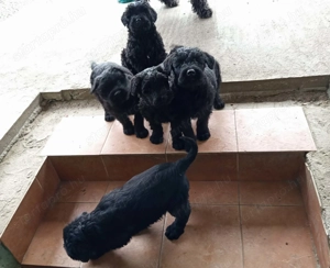 Fekete Óriás Schnauzer kiskutyák eladók - kép 3