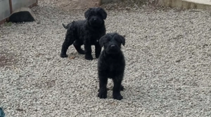 Fekete Óriás Schnauzer kiskutyák eladók - kép 2