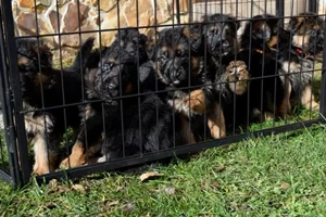 német juhász(németjuhász) kiskutya - kép 3