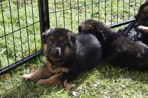 német juhász(németjuhász) kiskutya - kép 2