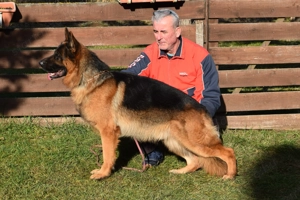 német juhász(németjuhász) kiskutya - kép 4