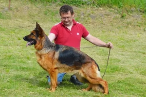 német juhász(németjuhász) kiskutya - kép 5