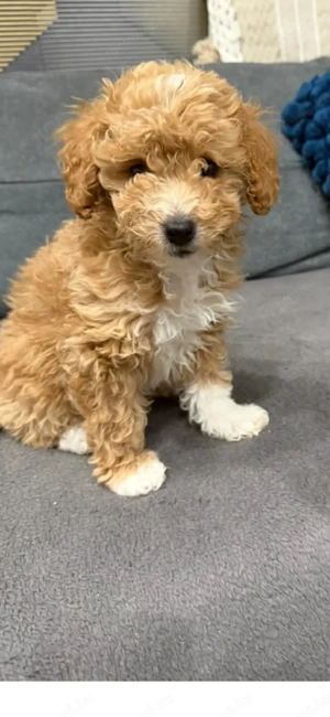 Maltipoo kutyus - kép 2