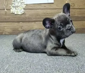 Francia bulldog 