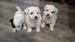 Bichon Havanese Fiúk eladók - kép 2
