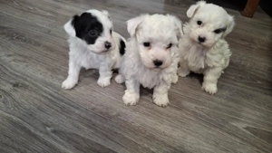 Bichon Havanese Fiúk eladók
