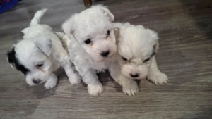 Bichon Havanese Fiúk eladók - kép 4