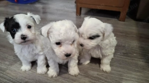 Bichon Havanese Fiúk eladók - kép 3