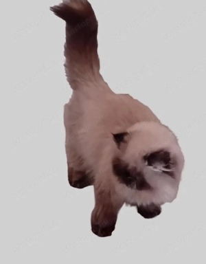 Gyönyörű, 11-hós ivaros kandúr, Himalája perzsa cica eladó. Oltásokkal, chipelve , törzskönyvel .Bar