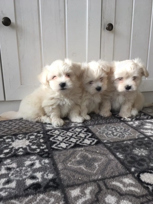 Bichon havanese kiskutyák - kép 3