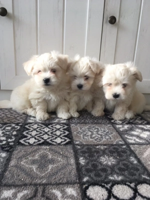 Bichon havanese kiskutyák - kép 4