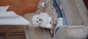 Máltai selyem kiskutya 