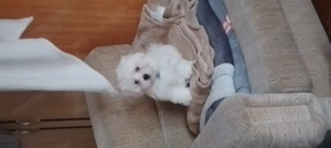 Máltai selyem kiskutya  - kép 2