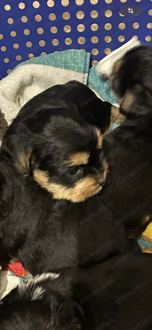 Yorki lány fiú gazdit keres