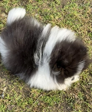 Pomerániai törpe spitz fiú - kép 2