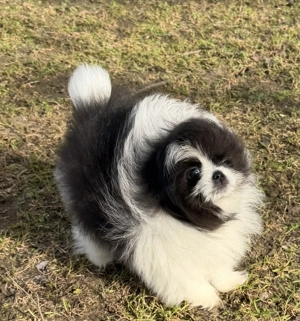 Pomerániai törpe spitz fiú - kép 3