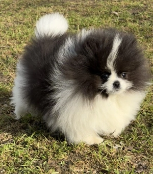 Pomerániai törpe spitz fiú