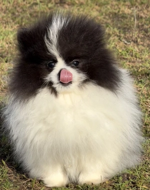 Pomerániai törpe spitz fiú - kép 4