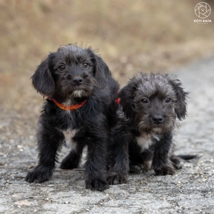 LÓC a kis tacsikeverék gazdira vár - kép 13