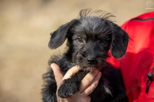 LÓC a kis tacsikeverék gazdira vár - kép 6