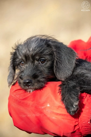 LÓC a kis tacsikeverék gazdira vár - kép 3